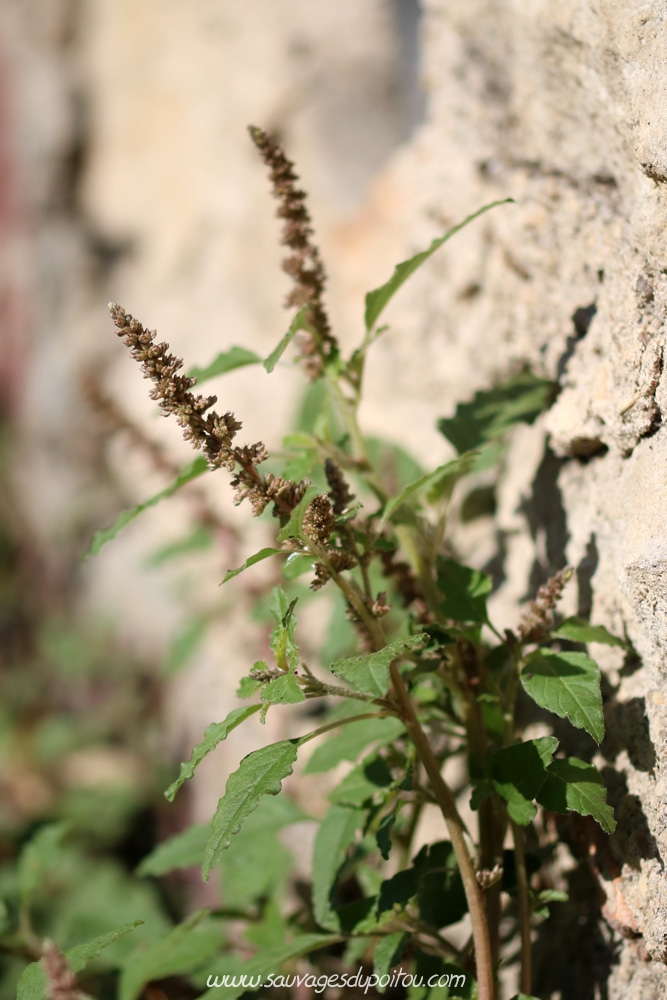 Amaranthus deflexus, Amarante couchée, Poitiers quartier gare