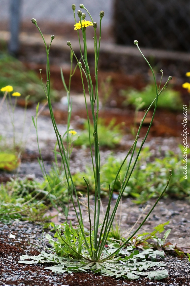 Hypochaeris radicata, Porcelle enracinée, Poitiers gare