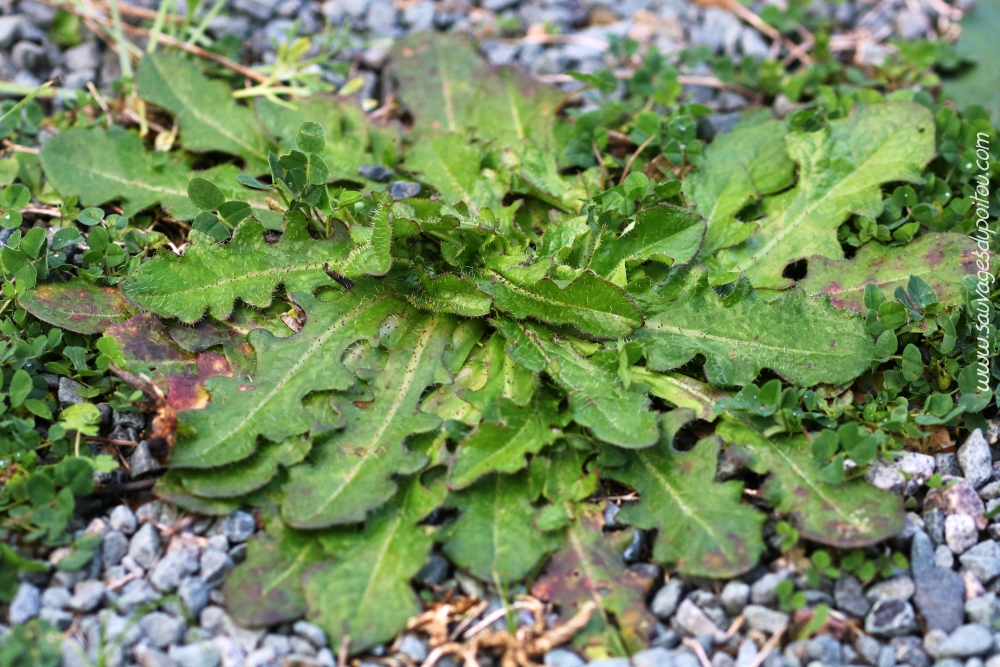 Hypochaeris radicata, Porcelle enracinée, Poitiers Chilvert