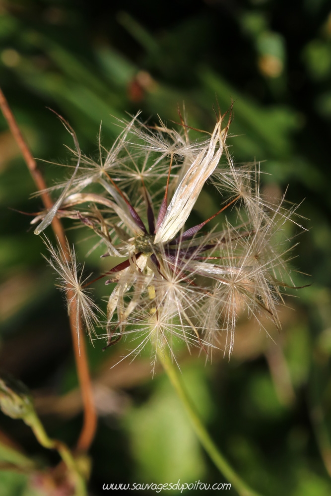 Hypochaeris radicata, Porcelle enracinée, Poitiers gare