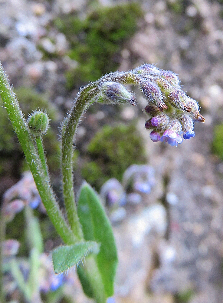Myosotis arvensis, Myosotis des champs, Poitiers bords de Clain