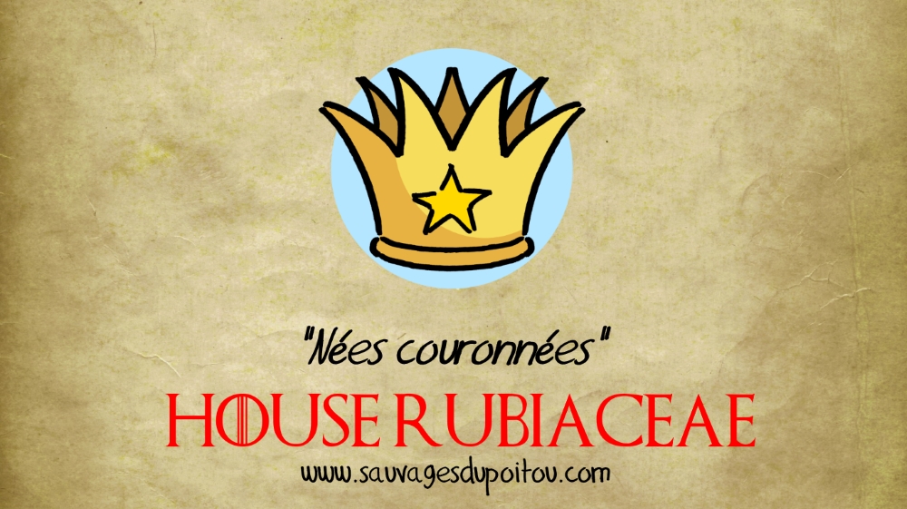 House Rubiaceae, Sauvages du Poitou!