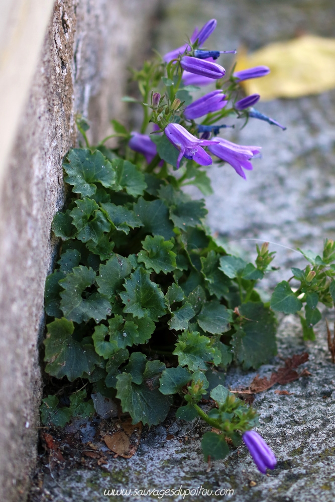 Campanula portenschlagiana, Campanule des purailles, Poitiers Chilvert