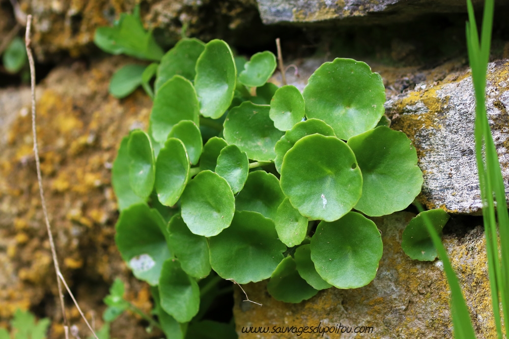 Umbilicus rupestris, Nombril de Vénus, Laval (53)
