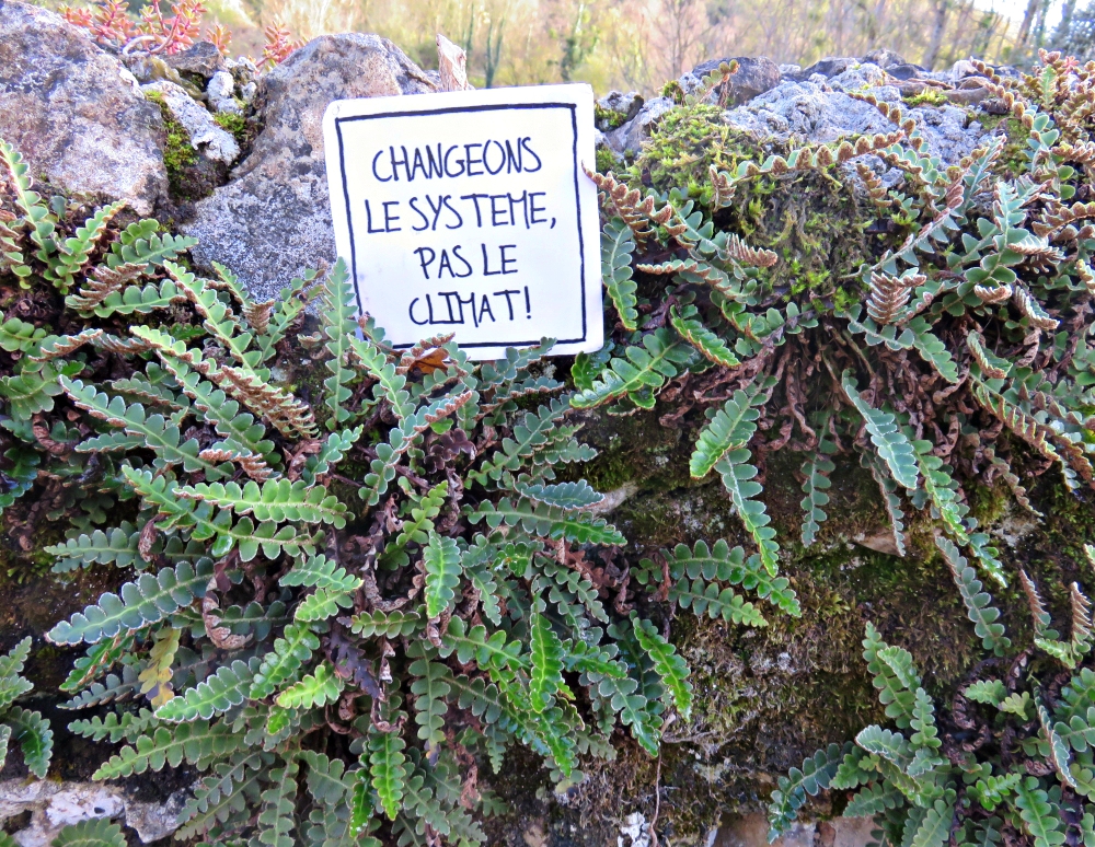 COP21, Asplenium ceterach