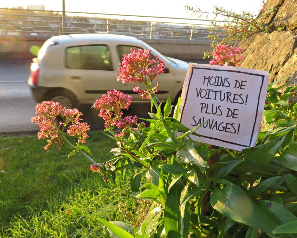 COP21, Centranthus ruber