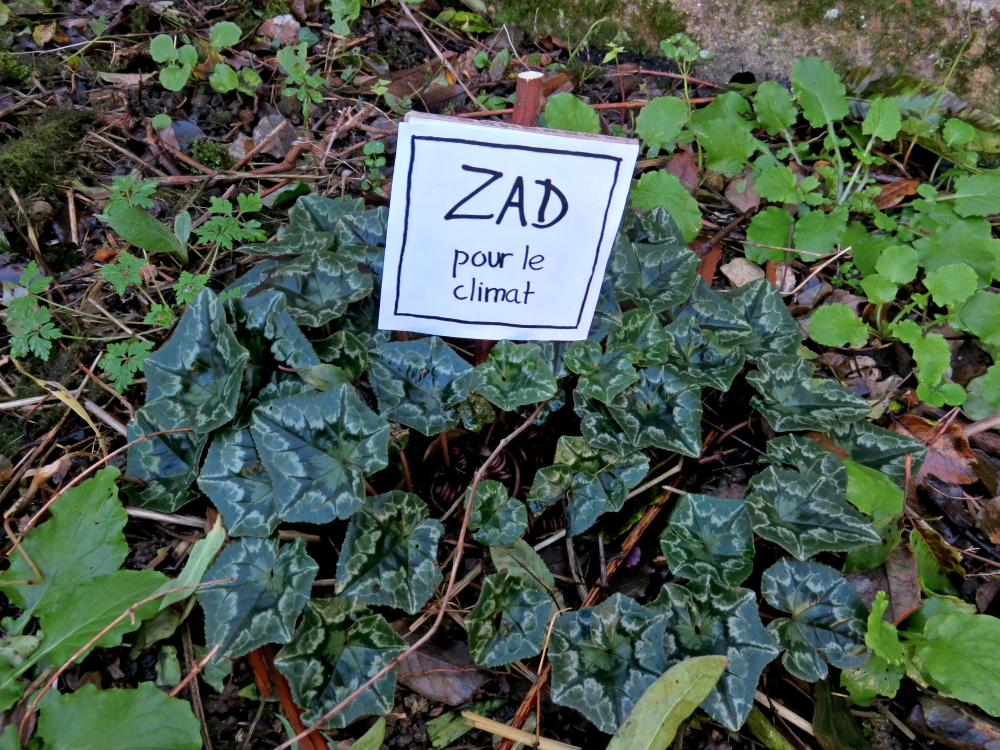 COP21, Cyclamen hederifolium
