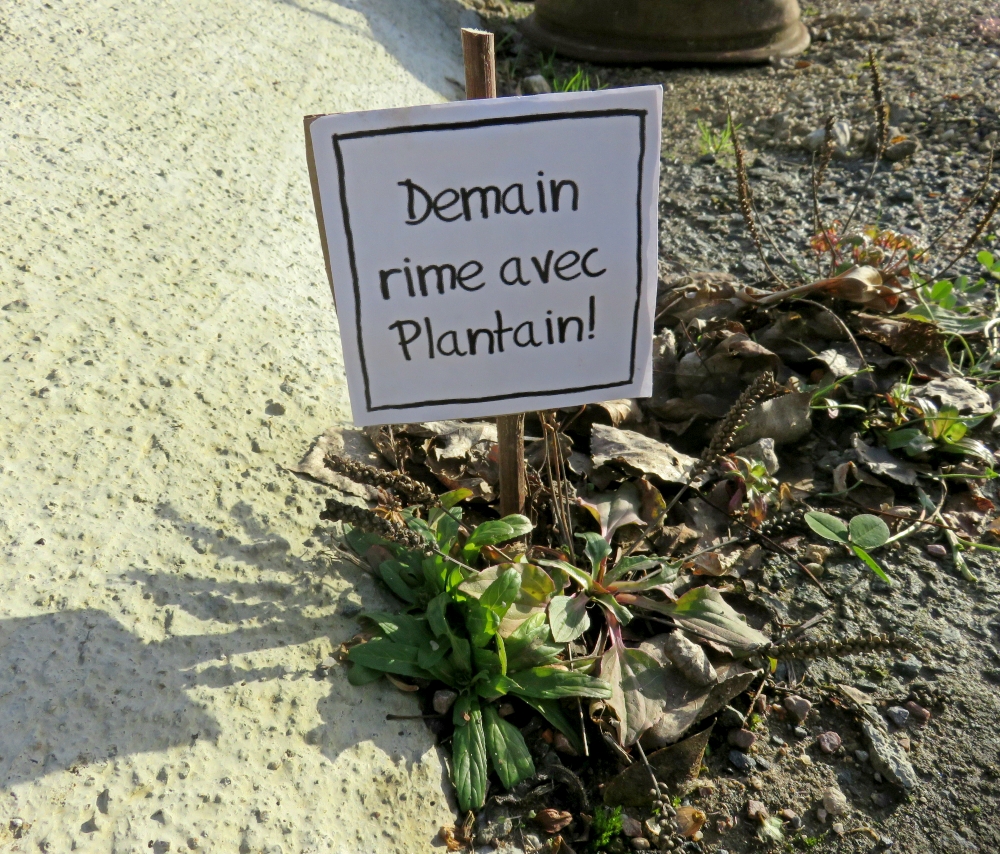 COP21, Plantago major