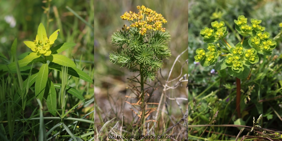 Euphorbia hiberna, Euphorbia cyparissias, Euphorbia helioscopia