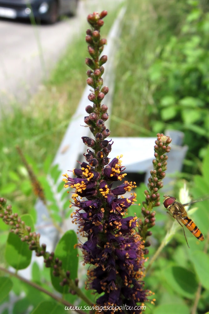 Amorpha fruticosa, Amorphe buissonante, Poitiers Mérigotte