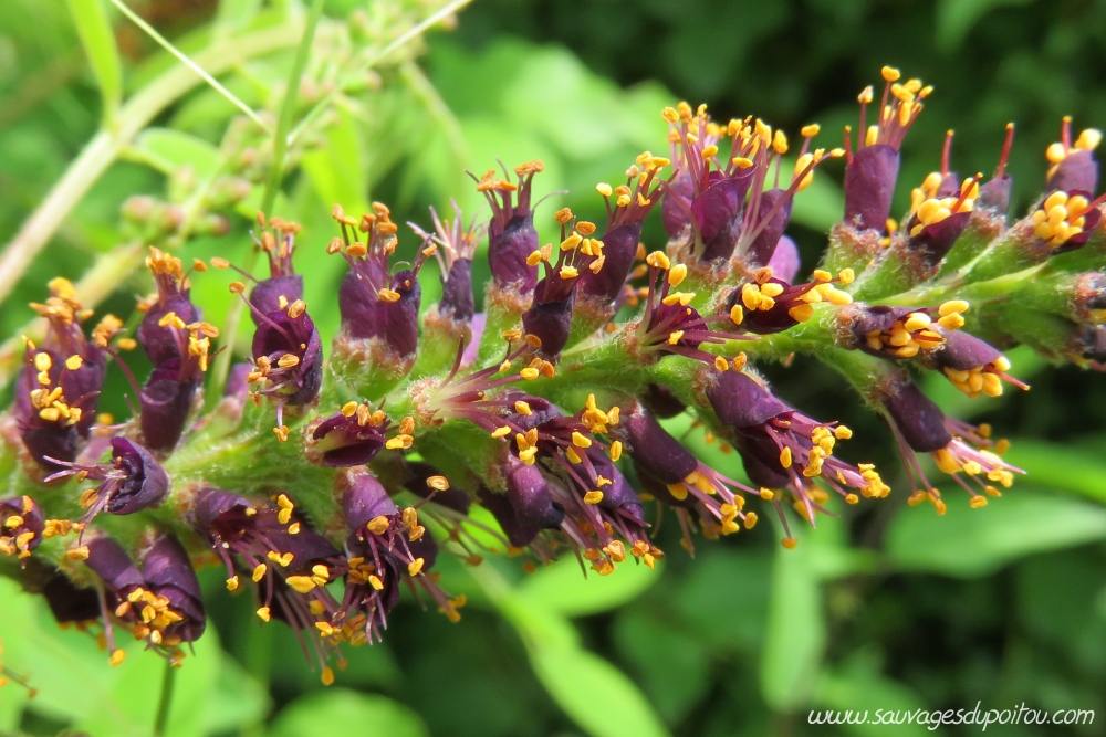 Amorpha fruticosa, Amorphe buissonante, Poitiers Mérigotte