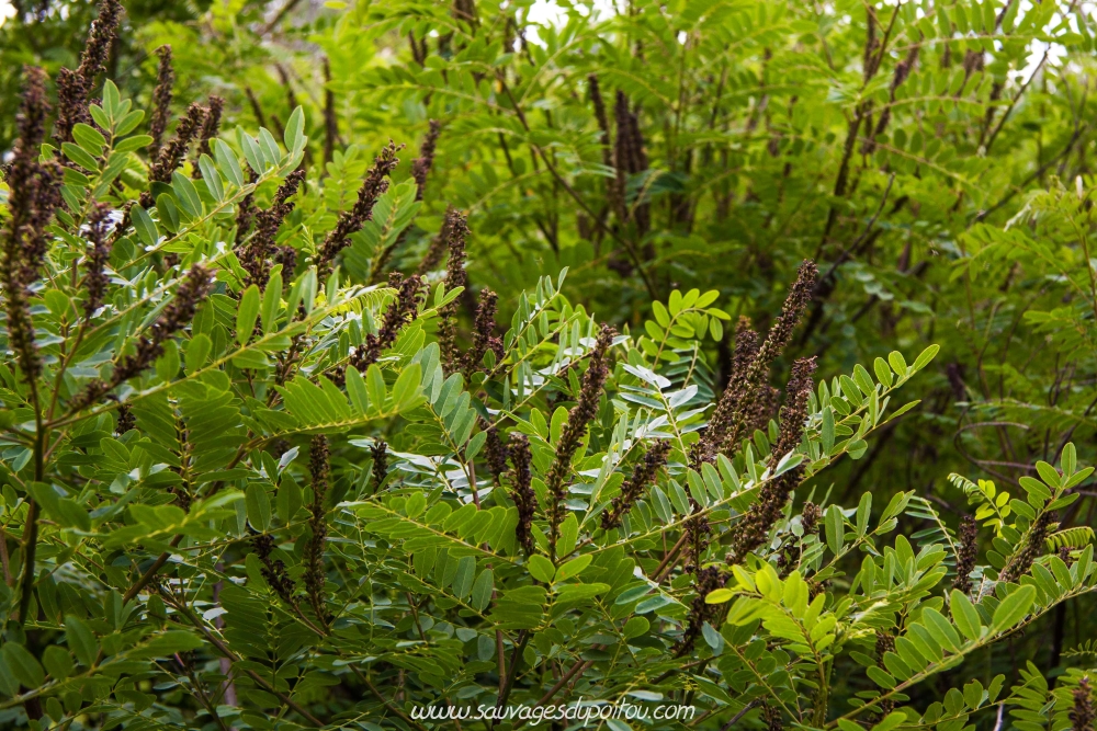 Amorpha fruticosa, Amorphe buissonante, Poitiers Mérigotte