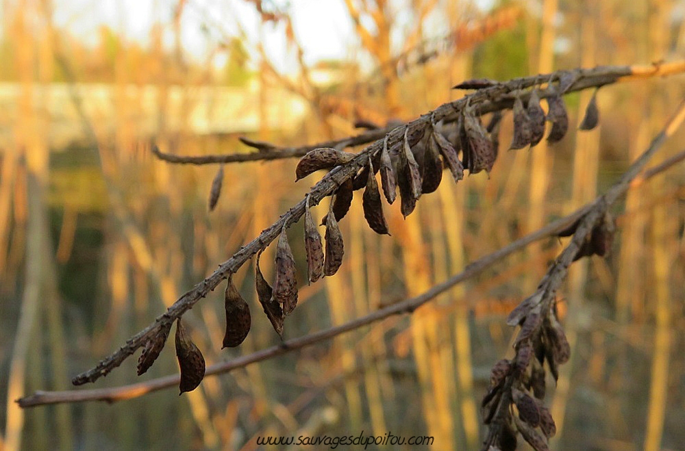 Amorpha fruticosa, Amorphe buissonante, Poitiers Mérigotte