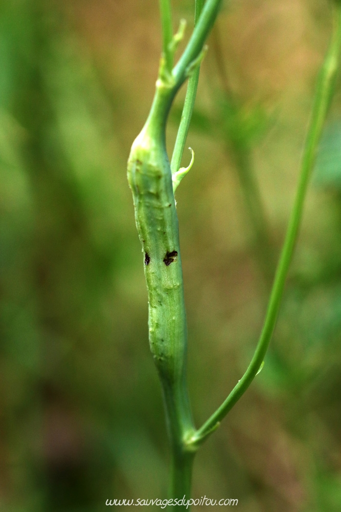 Phanacis hypochoeridis, Poitiers quartier Chilvert