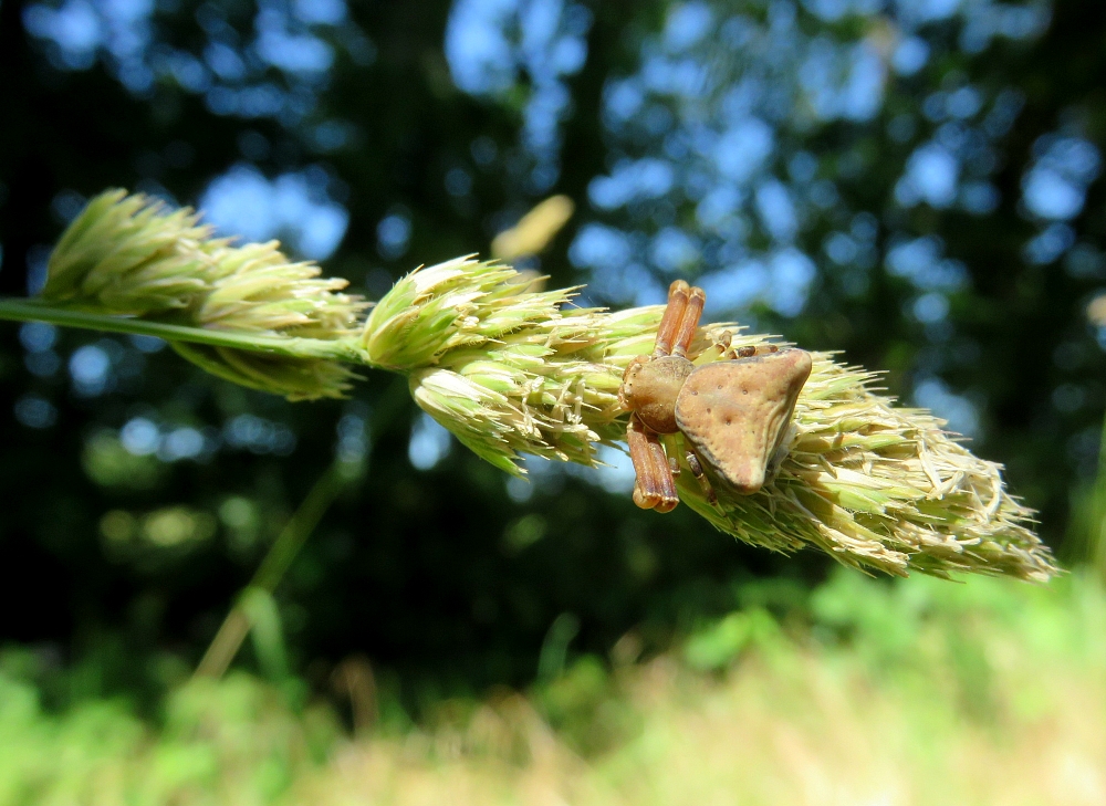 Pistius truncatus sur Dactylis glomerata, Béruges (86)
