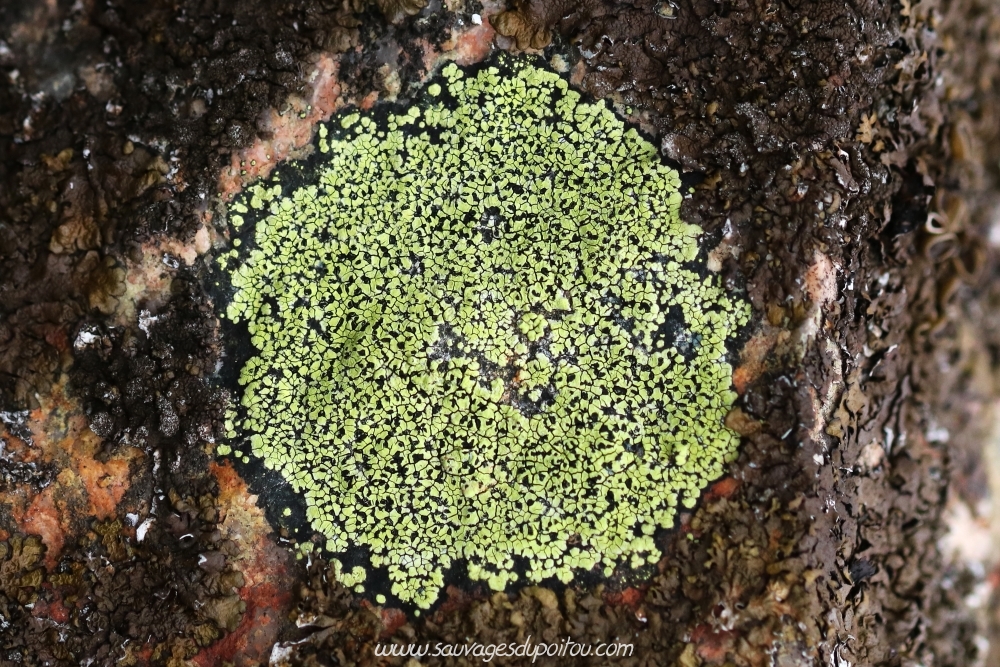 Rhizocarpon geographicum, le lichen géographique, Ligugé (86)