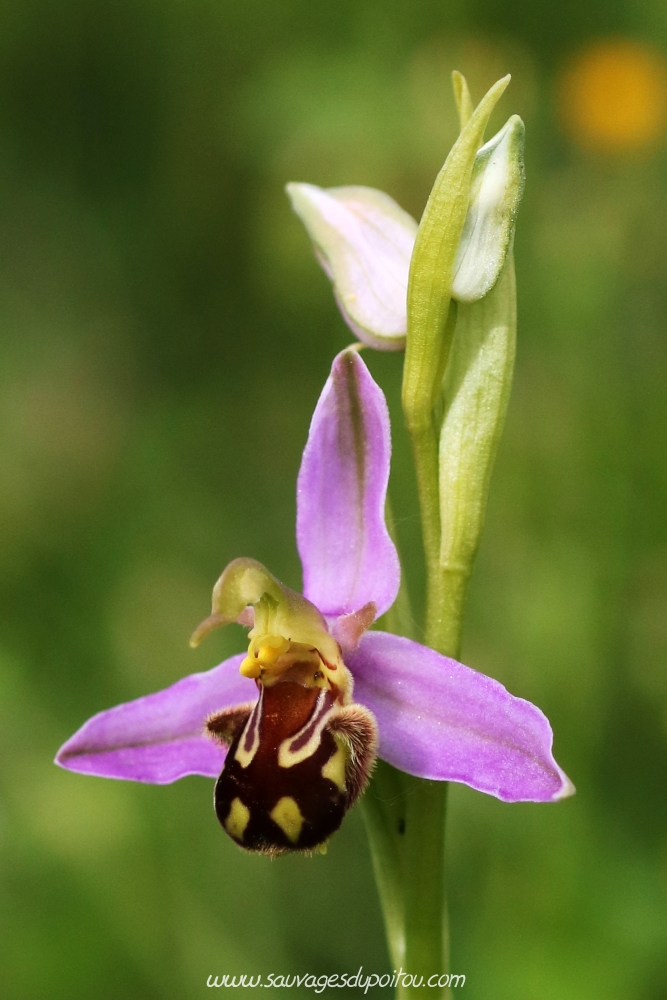Ophrys apifera, Ophrys abeille, Biard aérodrome (86)