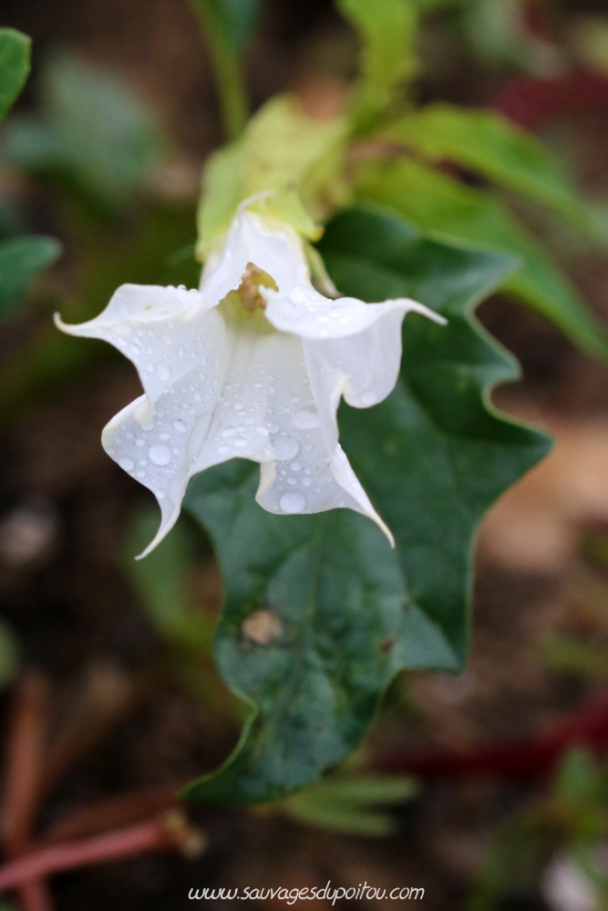 Datura stamonium, Datura officinal, Île de Ré (17)