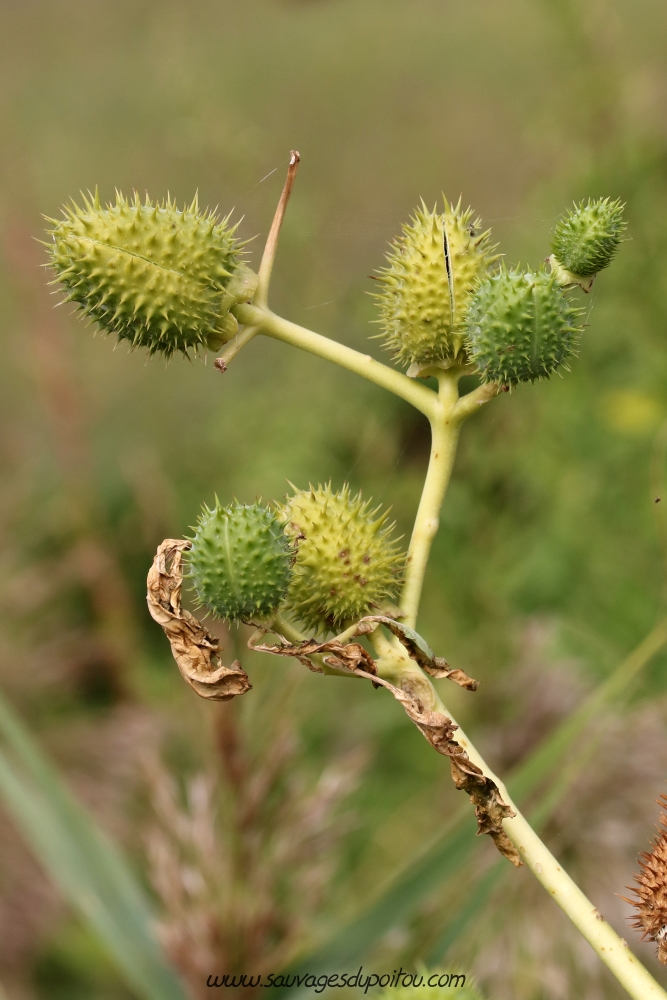 Datura stamonium, Datura officinal, Île de Ré (17)