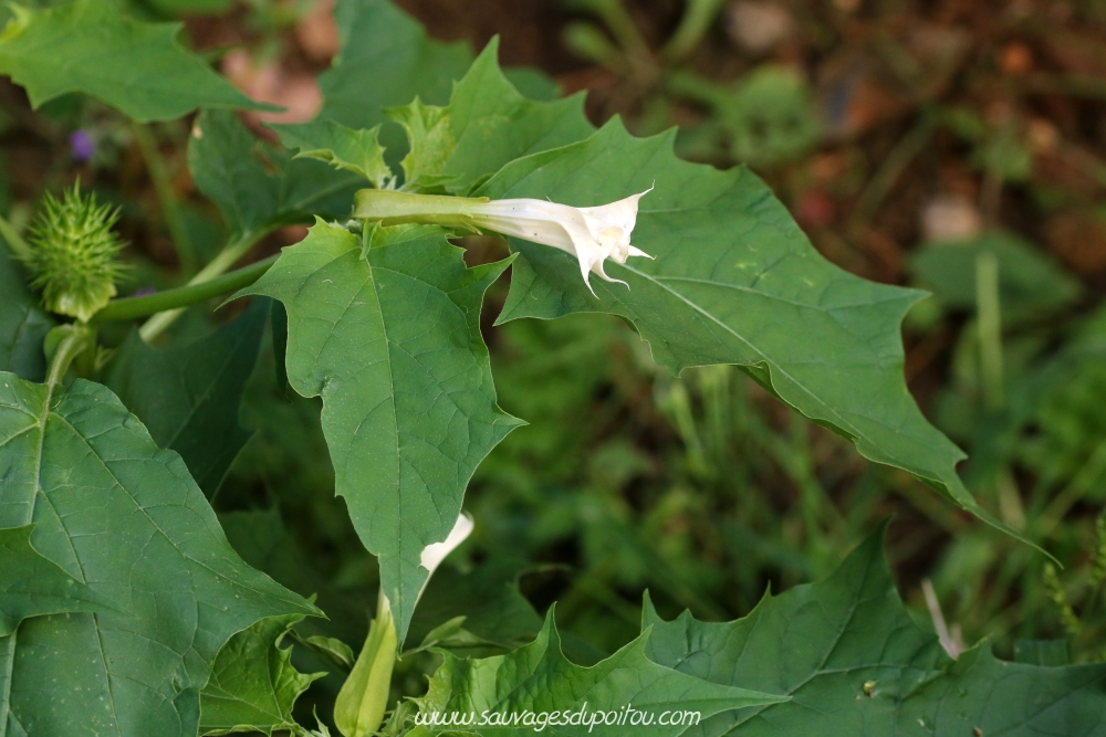 Datura stamonium, Datura officinal, Vouneuil-sur-Vienne (86)
