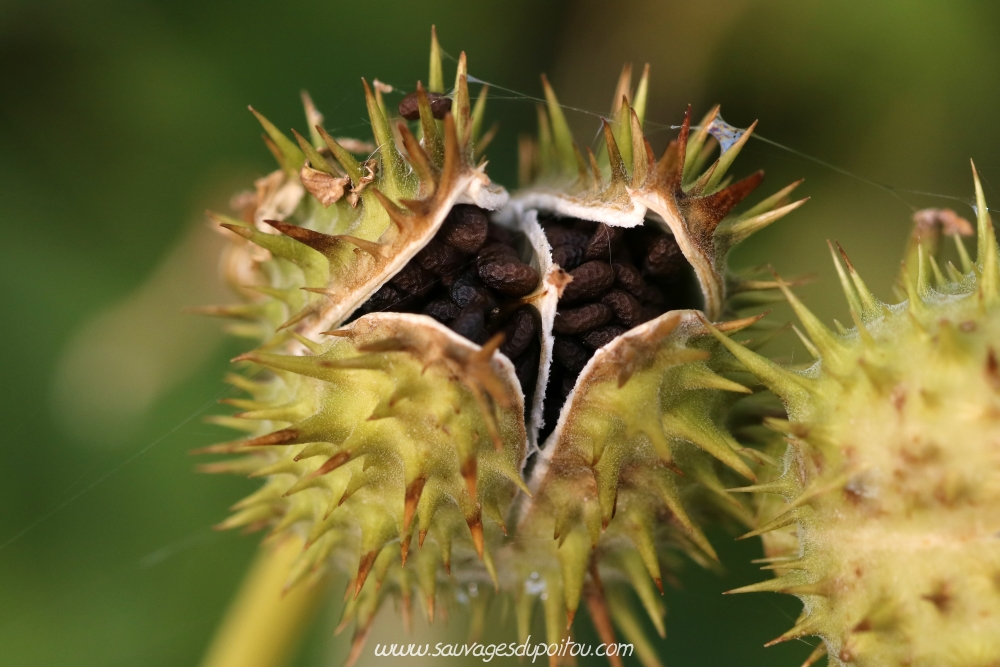 Datura stamonium, Datura officinal, Île de Ré (17)