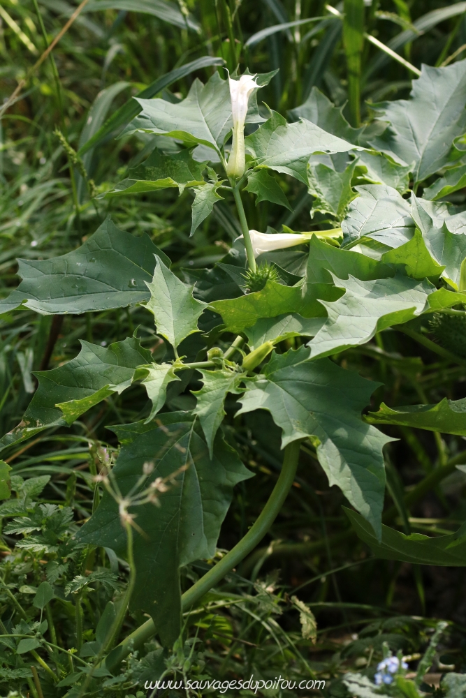 Datura stamonium, Datura officinal, Vouneuil-sur-Vienne (86)