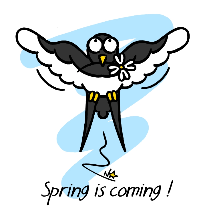 Hirondelle, Drave de printemps, Spring is coming!