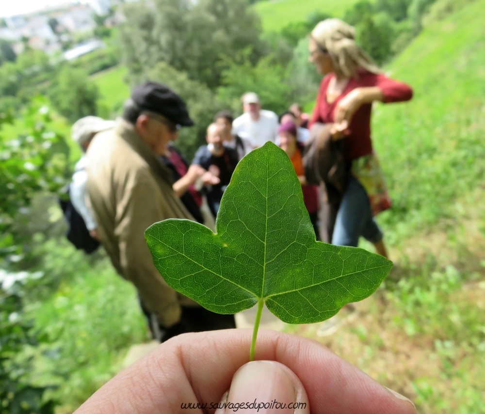 Acer monspessulanum, Érable de Montpellier, Poitiers le Porteau