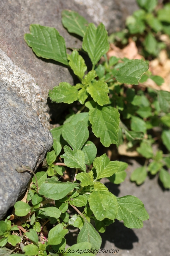 Amaranthus blitum, Amarante livide, Poitiers centre