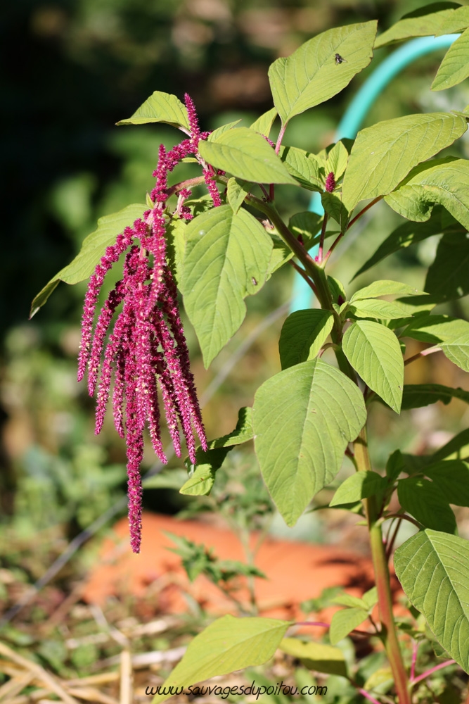 Amaranthus caudatus, Amarante à queue de renard, Poitiers quartier Chilvert