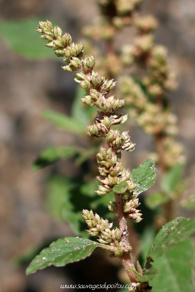 Amaranthus deflexus, Amarante couchée, Poitiers quartier Chilvert