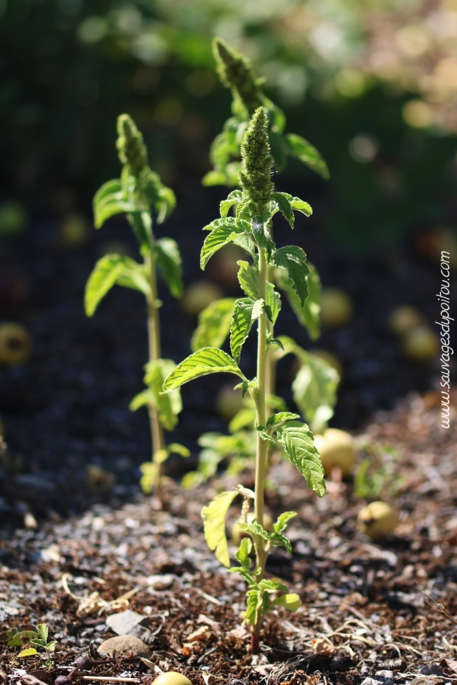 Amaranthus retroflexus, Amarante réfléchie, Nouaillé-Maupertuis (86)