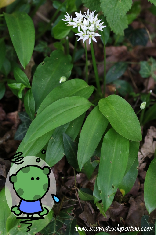Ail des ours et Arum sp... Sauvages du Poitou!