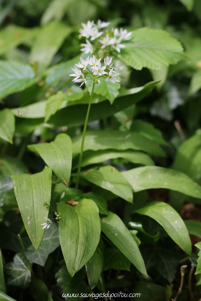 Allium ursinum, Ail des ours, Beceleuf (79)