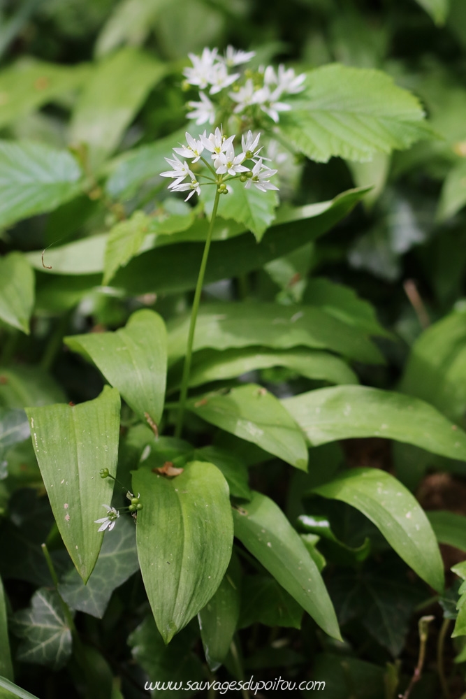 Ail des ours, Allium ursinum, Poitiers Chilvert