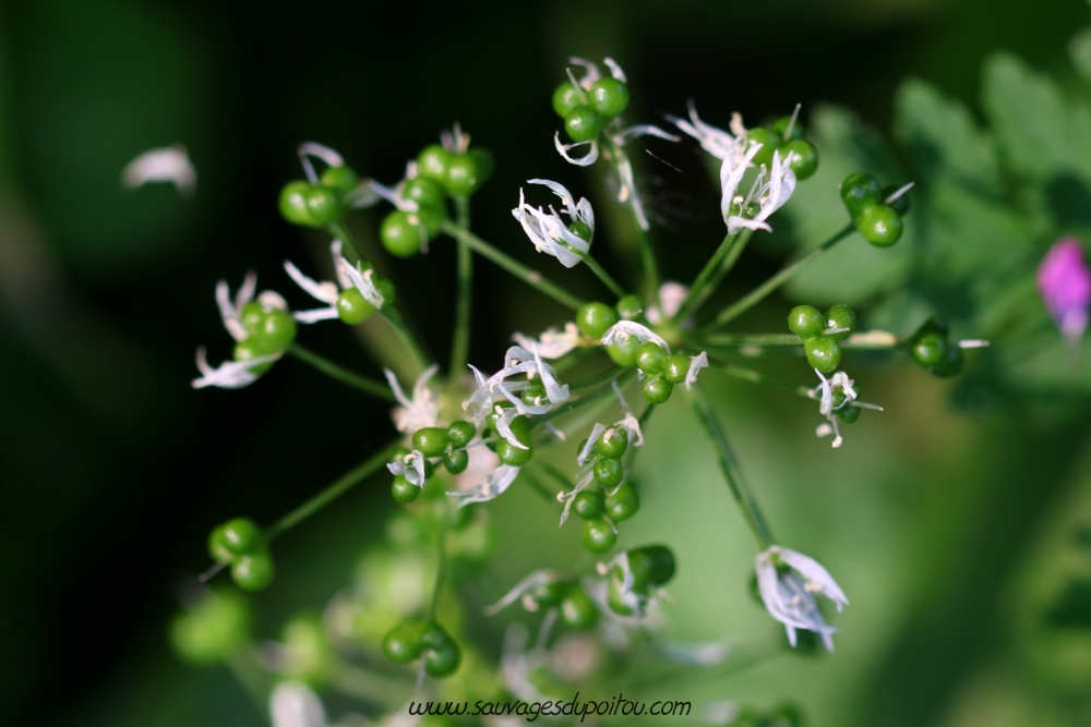 Ombelle de fleurs de l'Ail des ours, Béceleuf (79)