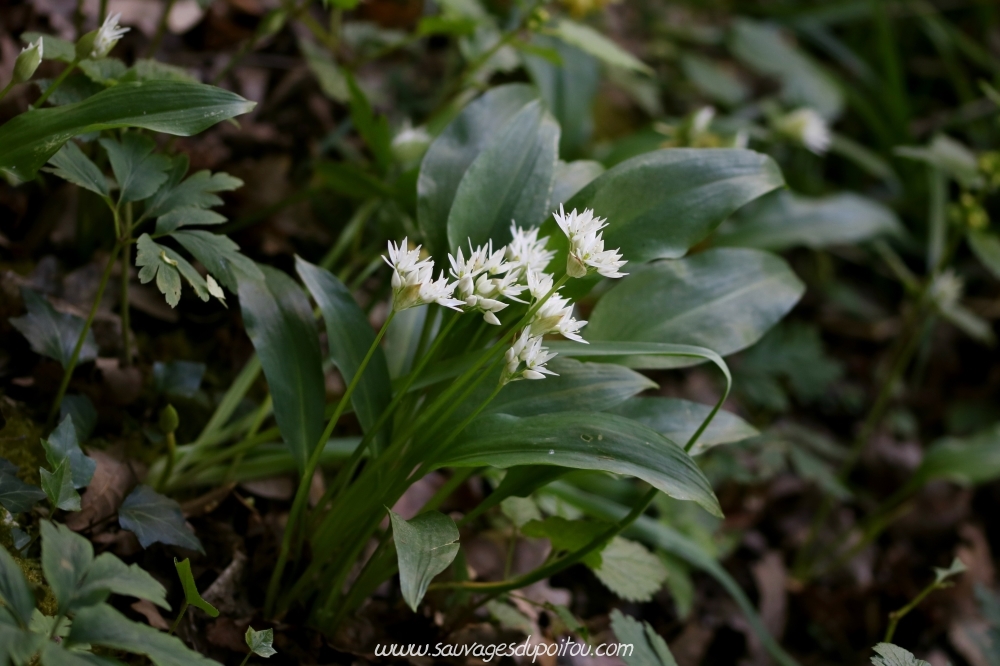 Allium ursinum, Ail des ours, Exireuil (79)