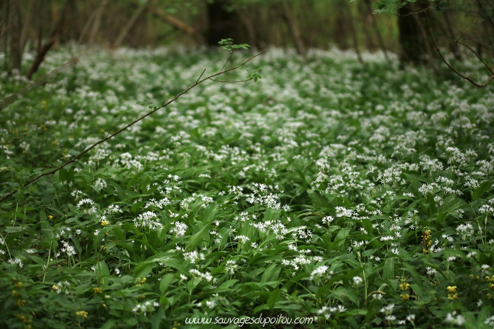 Allium ursinum, Ail des ours, Beceleuf (79)