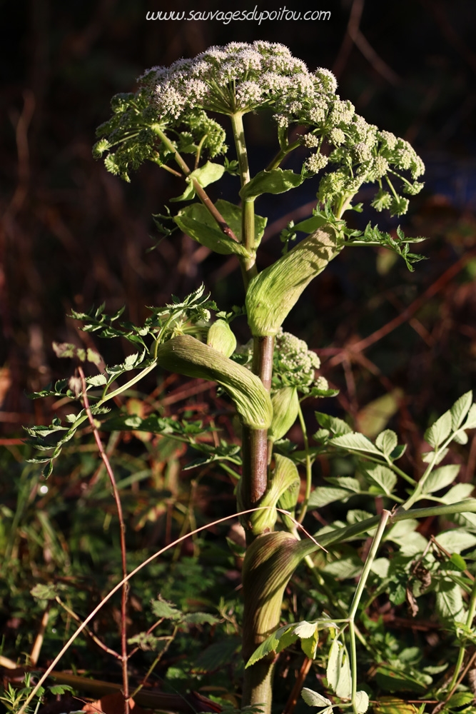 Angelica sylvestris, Angélique sylvestre, Poitiers bords de Boivre