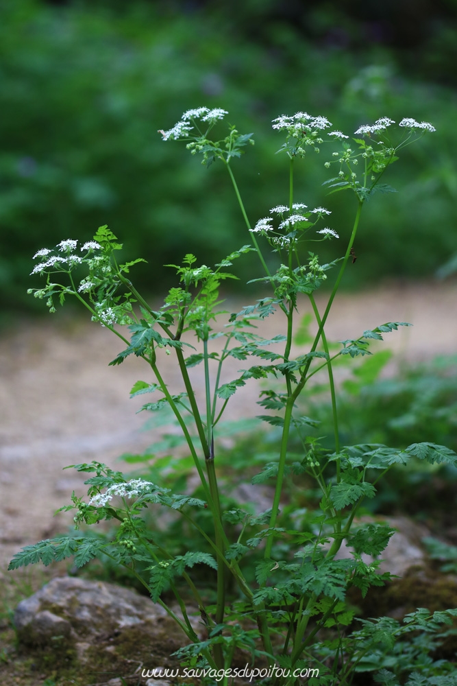 Anthriscus sylvestris, Cerfeuil des bois, Poitiers bords de Boivre (86)