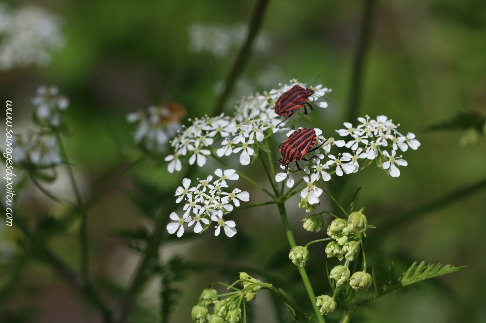 Anthriscus sylvestris, Cerfeuil des bois, Poitiers bords de Boivre
