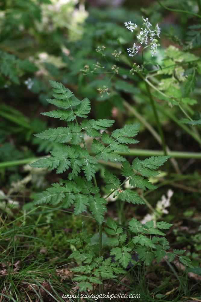 Anthriscus sylvestris, Cerfeuil des bois, Poitiers bords de Boivre