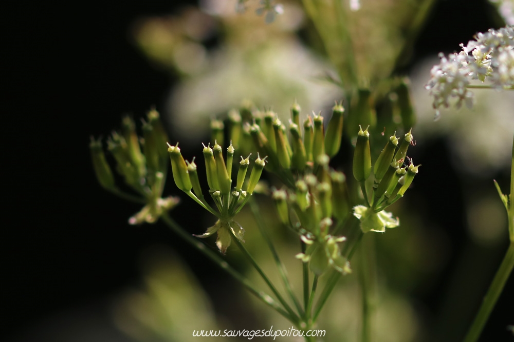 Anthriscus sylvestris, Cerfeuil des bois, Poitiers bords de Boivre