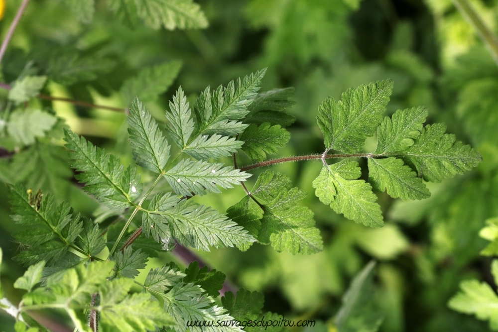 Anthriscus sylvestris (g) et Chaerophyllum temulum (d)