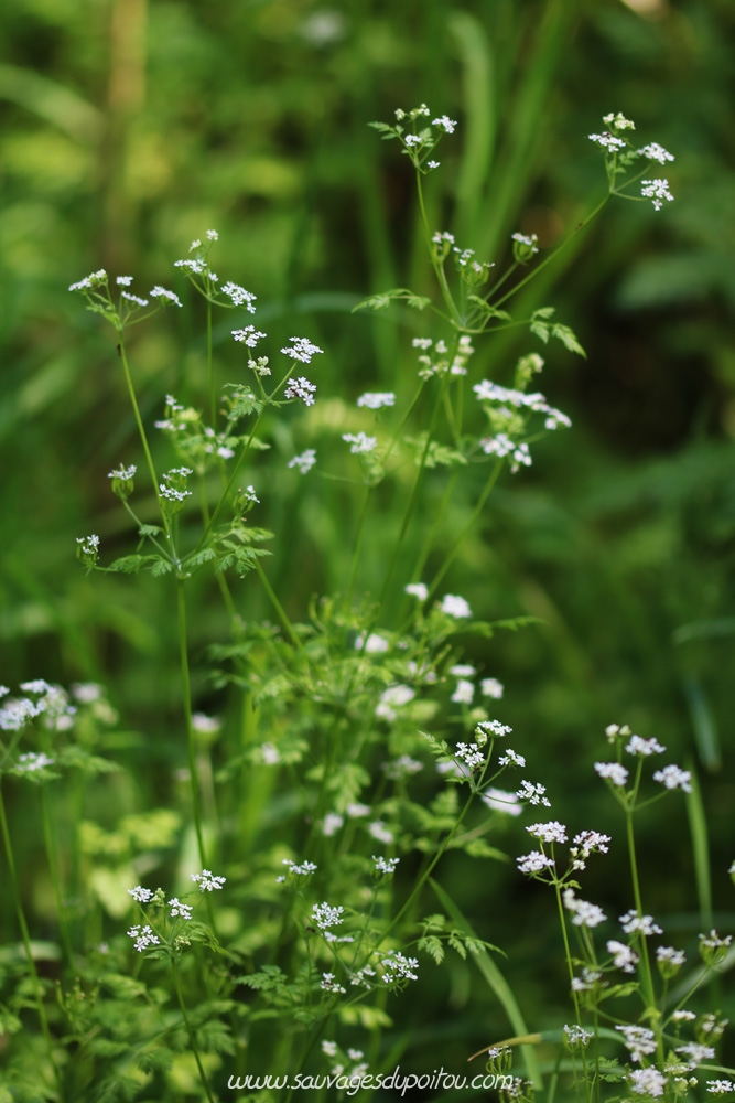 Anthriscus cerefolium, Cerfeuil commun, Poitiers bords de Boivre