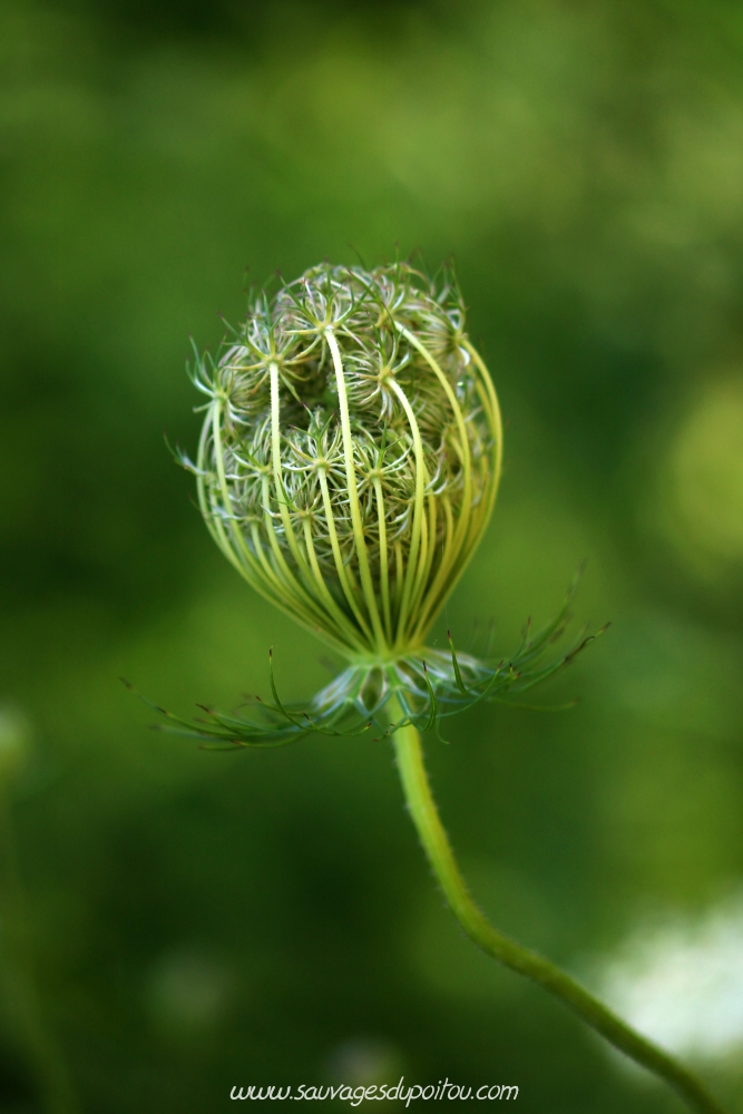 Daucus carotta, Carotte sauvage, Poitiers bords de Boivre