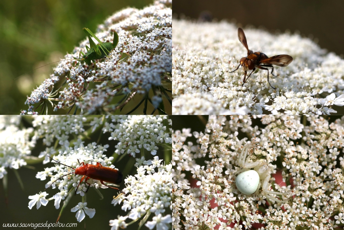 Le petit monde de la Carotte sauvage, Daucus carota, Poitiers bords de Boivre