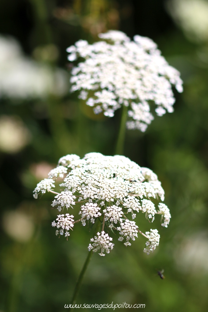 Daucus carota, Carotte sauvage, Poitiers bords de Boivre