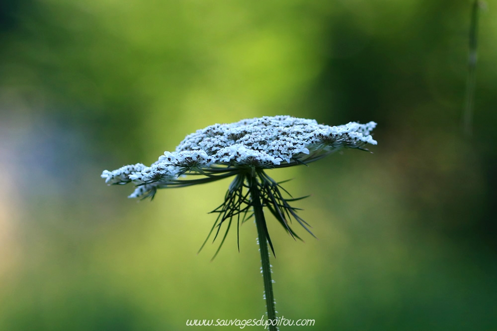 Daucus carotta, Carotte sauvage, Poitiers bords de Boivre