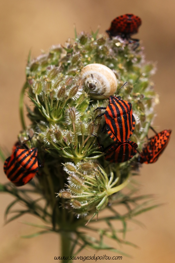 Graphosoma italicum et Daucus carota, Poitiers bords de Boivre